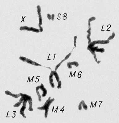 Морфология мейоза у самца кузнечика Chorthipus brunneus. Число хромосом — 17 (16 + Х): L — длинные хромосомы, М — средние, S — короткая, Х — Х-хромосома. Профаза II.