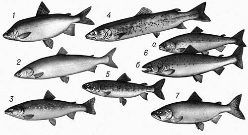 Лососи: 1 — чудской сиг; 2 — белорыбица; 3 — голец; 4 — таймень; 5 — ленок; 6 — сёмга (а — самка, б — самец в брачном наряде); 7 — кета.