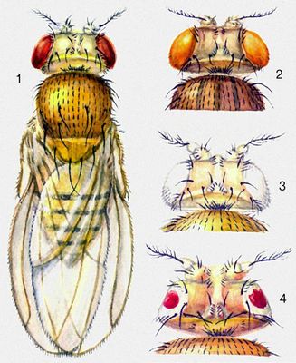Мутации окраски и формы глаз у плодовой мушки — дрозофилы: 1 — дикий тип — тускло-красные глаза; мутантные формы: 2 — розовые глаза, 3 — белые глаза, 4 — уменьшенные, «плосковидные».