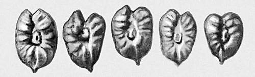 Рис. 10б — семена Tetrastigma chandleri семейства виноградных из олигоценовых отложений.