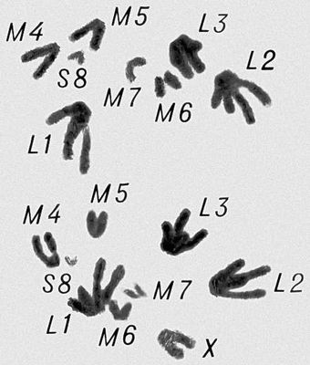 Морфология мейоза у самца кузнечика Chorthipus brunneus. Число хромосом — 17 (16 + Х): L — длинные хромосомы, М — средние, S — короткая, Х — Х-хромосома. Анафаза I; гомологичные хромосомы расходятся к полюсам клетки, в каждой хромосоме видны 2 хроматиды.