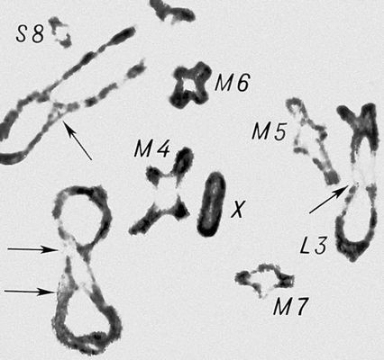 Морфология мейоза у самца кузнечика Chorthipus brunneus. Число хромосом — 17 (16 + Х): L — длинные хромосомы, М — средние, S — короткая, Х — Х-хромосома. Более поздняя диплотена, стрелками показаны хиазмы.