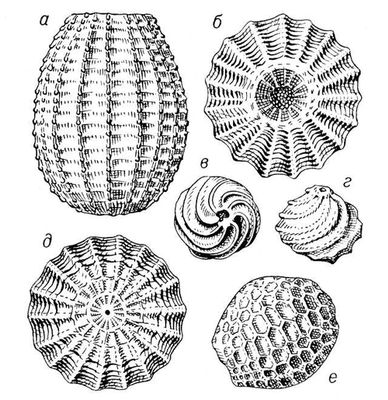 Рис. 3. Обызвествлённые оогонии харовых водорослей Sycidium (а, б, д, е) и Trochiliscus (в, г) из девонских отложений Ленинградской области.