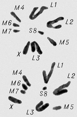 Морфология мейоза у самца кузнечика Chorthipus brunneus. Число хромосом — 17 (16 + Х): L — длинные хромосомы, М — средние, S — короткая, Х — Х-хромосома. Анафаза II; к полюсам расходятся хроматиды от каждой хромосомы.