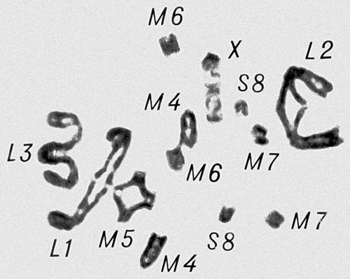 Морфология мейоза у самца кузнечика Chorthipus brunneus. Число хромосом — 17 (16 + Х): L — длинные хромосомы, М — средние, S — короткая, Х — Х-хромосома. Метафаза I.