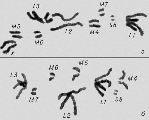 Морфология мейоза у самца кузнечика Chorthipus brunneus. Число хромосом — 17 (16 + Х): L — длинные хромосомы, М — средние, S — короткая, Х — Х-хромосома. Метафаза II; число хромосом гаплоидное, в каждой хромосоме видны 2 хроматиды (а — с Х-хромосомой, б — без неё).