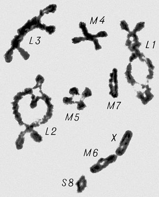 Морфология мейоза у самца кузнечика Chorthipus brunneus. Число хромосом — 17 (16 + Х): L — длинные хромосомы, М — средние, S — короткая, Х — Х-хромосома. Диакинез; на этой стадии, так же как и в диплотене, легко сосчитать число бивалентов — их 8, и 1 унивалент; в каждом биваленте видны хиазмы.