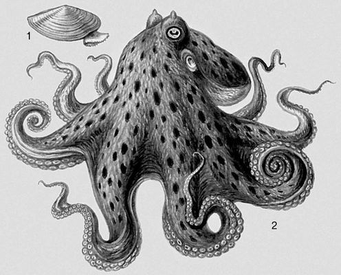 Моллюски. 1 — Yoldia hyperborea; 2 — Octopus vulgaris.