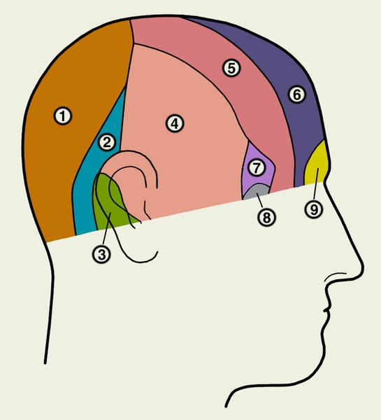 Рис. 1. Зоны периферической чувствительной иннервации головы (в области, ограниченной орбитомеатальной линией): 1 — большой затылочный <a href=