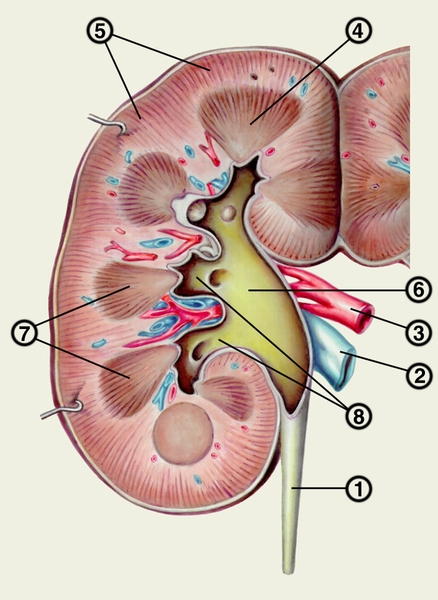 Рис. 1. Схема строения почки (<a href=