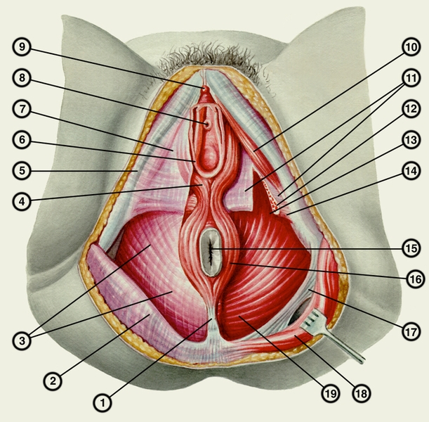 Рис. 2. Мышцы и фасции промежности у женщин (слева фасции удалены): 1 — заднепроходно-копчиковая <a href=