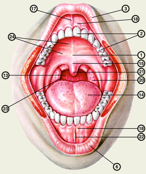 Рис. б). Ротовая полость и окружающие ее органы и ткани (вид спереди): 1 — твердое небо; 2 — <a href=