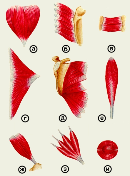 Рис. 4. Скелетные мышцы различной формы: а — дельтовидная; б — ромбовидная; в — квадратная; г — трапециевидная; д — зубчатая (передняя зубчатая); е — камбаловидная; ж — грушевидная; з — червеобразные; и — круговая мышца глаза