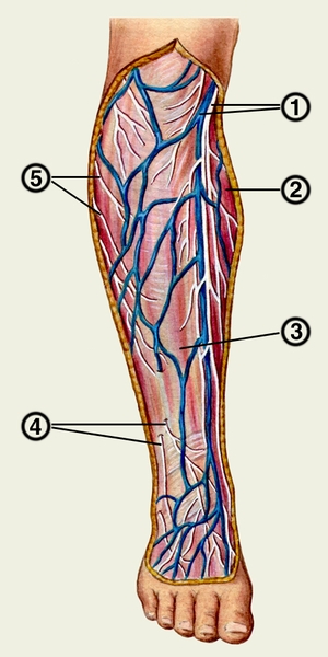 Рис. 3. Поверхностные вены и нервы голени: 1 — большая подкожная <a href=