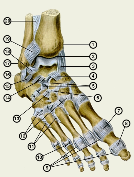 Рис. 4. Суставы и <a href=