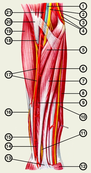 Рис. 2. Магистральные сосуды, нервные стволы и мышцы переднего фасциального пространства предплечья: 1 — плечевая <a href=