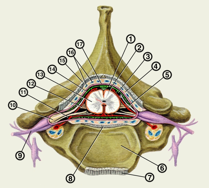 Рис. 5. Оболочки спинного мозга (поперечный <a href=