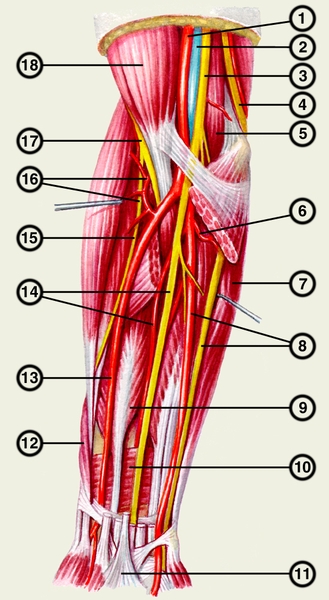 Рис. 1. Магистральные артерии, нервные стволы и мышцы переднего фасциального пространства предплечья (первый, второй и частично третий мышечные слои удалены): 1 — плечевая артерия; 2 — плечевая вена; 3 — срединный нерв; 4 — локтевой нерв и верхняя локтевая коллатеральная артерия; 5 — плечевая мышца; 6 — локтевая возвратная артерия; 7 — локтевой сгибатель запястья; 8 — локтевые артерия и нерв; 9 — длинный сгибатель большого пальца кисти; 10 — квадратный пронатор; 11 — ладонный апоневроз; 12 — длинная мышца, отводящая большой палец кисти и короткий разгибатель большого пальца кисти; 13 — лучевая артерия; 14 — срединный нерв и передняя межкостная артерия; 15 — поверхностная ветвь лучевого нерва; 16 — поверхностная ветвь лучевого нерва и лучевая возвратная артерия; 17 — лучевой нерв; 18 — двуглавая мышца плеча