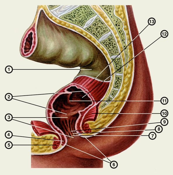 Рис. 1. Прямая кишка: 1 — <a href=