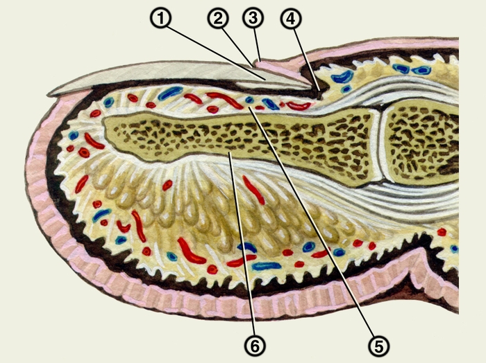 Рис. 3. Схематическое изображение продольного среза фаланги пальца в зоне ногтя: 1 — корень ногтя; 2 — эпонихий; 3 — задний ногтевой валик; 4 — <a href=