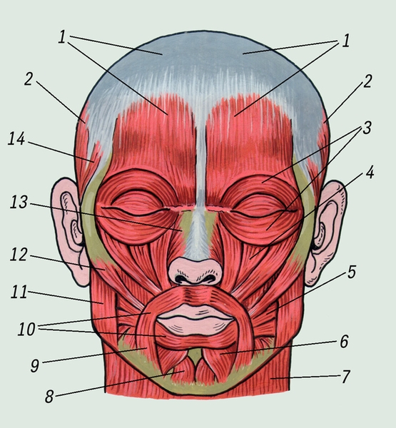 Рис. 1. Мышечная и костная <a href=