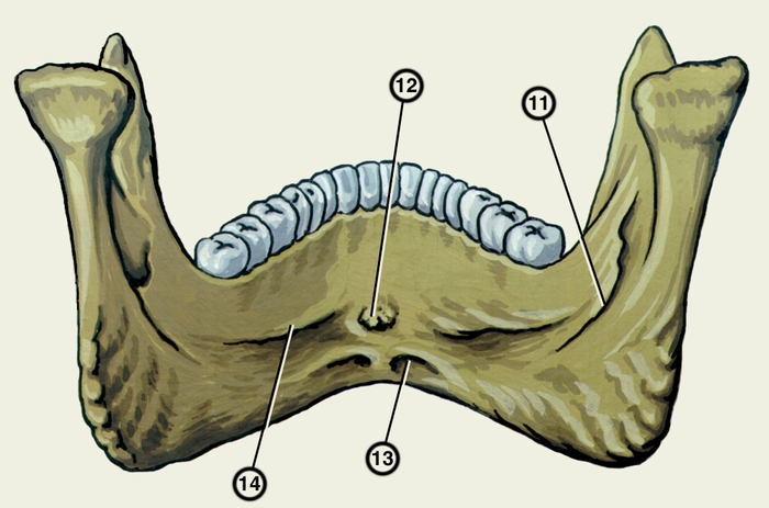 Рис. 2б). Нижняя челюсть (вид изнутри): 11 — челюстно-подъязычная <a href=