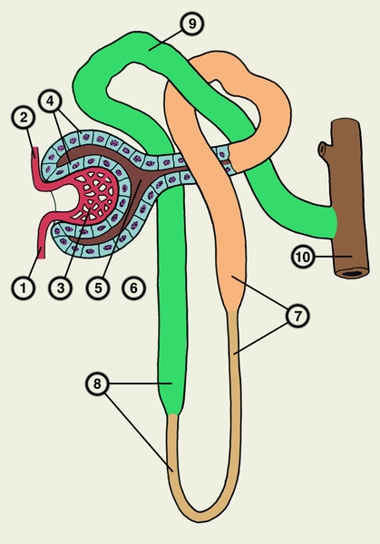 Рис. 2. Схема строения нефрона (клубочек и часть проксимального канальца — на разрезе): 1 — приносящая клубочковая <a href=