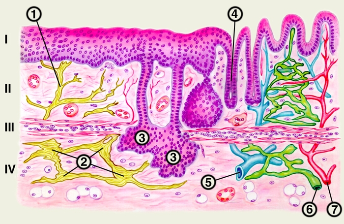 Рис. Схематическое изображение строения слизистой оболочки: I — эпителий; II — собственная пластинка; III — <a href=