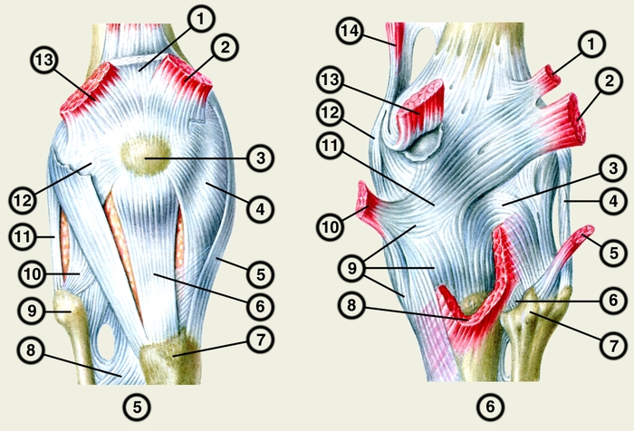 Рис. 5. Правый коленный сустав (вид спереди): 1 — сухожилие прямой мышцы бедра; 2 — медиальная широкая мышца бедра; 3 — надколенник; 4 — медиальный удерживатель надколенника; 5 — большеберцовая коллатеральная связка; 6 — связка надколенника; 7 — бугристость большеберцовой кости; 8 — <a href=