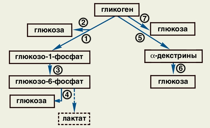 Рис. 2. Схема распада в организме гликогена до глюкозы; цифрами обозначены реакции, катализируемые следующими ферментами: 1 — фосфорилазой; 2 — амило-1,6-глюкозидазой; 3 — фосфоглюкомутазой; 4 — глюкозо-6-фосфатазой; 5 — α-амилазой; 6 — нейтральными α-глюкозидазами; 7 — кислой α-глюкозидазой α-амилазой); пунктиром обозначена <a href=