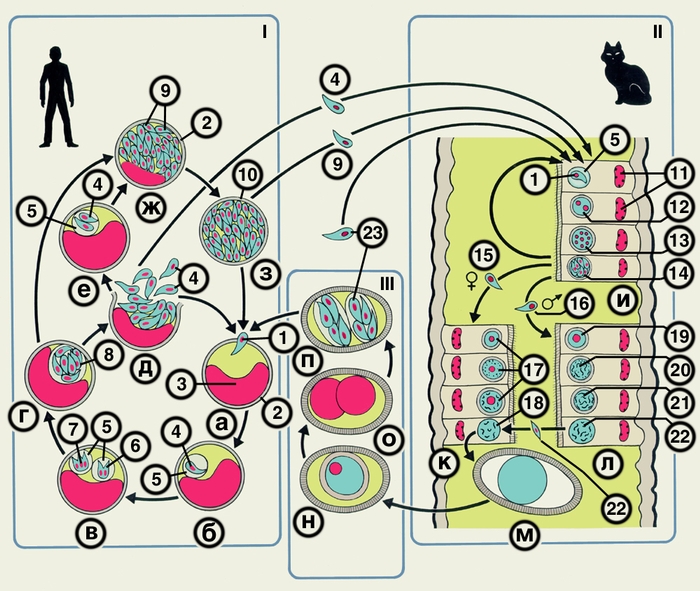 Схема жизненного цикла возбудителя токсоплазмоза: I. Внекишечная тканевая фаза — бесполое, размножение токсоплазм в организме промежуточных хозяев (человек, млекопитающие животные, птицы; II. Кишечная фаза — бесполое размножение (<a href=