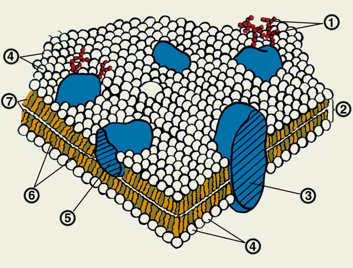 Схема строения биологической мембраны: 1 — углеводные фрагменты гликопротеидов; 2 — липидный бислой; 3 — интегральный белок; 4 — «головки» фосфолипидов; 5 — периферический белок; 6 — <a href=