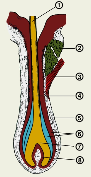 Рис. 1. Строение волоса (микроскопическая картина): 1 — <a href=