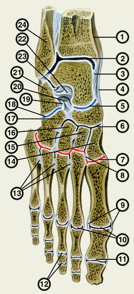 Рис. 3. Кости стопы (на распиле): 1 — большеберцовая кость; 2 — голеностопный сустав; 3 — большеберцово-таранная часть голеностопного сустава; 4 — большеберцово-ладьевидная часть голеностопного сустава; 5 — таранно-пяточно-ладьевидный сустав; 6 — клиноладьевидный сустав; 7 — предплюсне-плюсневые суставы; 8 — межкостные клиноплюсневые связки; 9 — коллатеральные связки; 10 — плюснефаланговые суставы; 11 — межфаланговый сустав I пальца; 12 — межфаланговые суставы III пальца; 13 — межкостные плюсневые связки; 14 — латеральная клиновидная кость; 15 — промежуточная клиновидная кость; 16 — медиальная клиновидная кость; 17 — кубовидная кость; 18 — пяточно-кубовидный сустав; 19 — пяточно-кубовидная связка; 20 — пяточно-ладьевидная связка; 21 — таранно-малоберцовая связка; 22 — межкостная таранно-пяточная связка; 23 — подтаранный сустав; 24 — малоберцовая кость