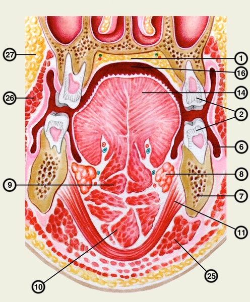 Рис. в). Ротовая полость и окружающие ее органы и ткани (<a href=