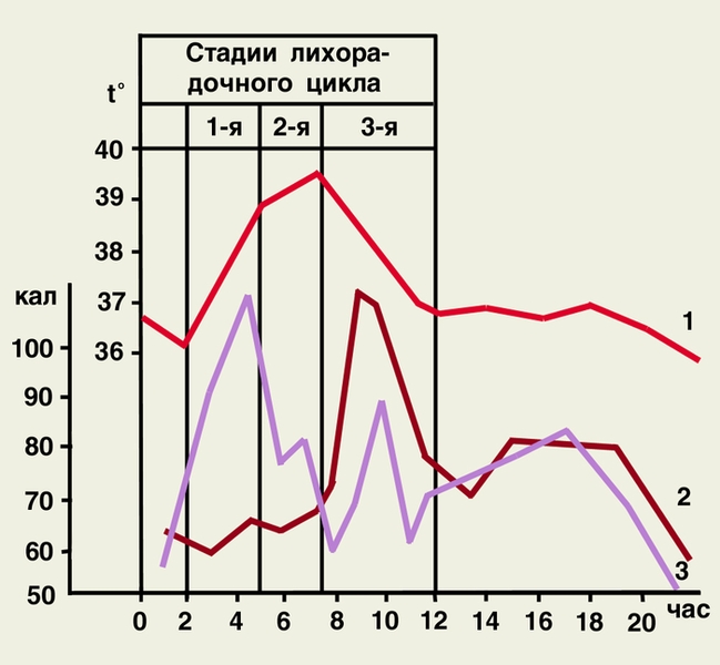 Рис. 1. Изменение температуры тела (1), общей теплоотдачи (2) и теплопродукции (3) в зависимости от стадии лихорадки во время приступа малярии