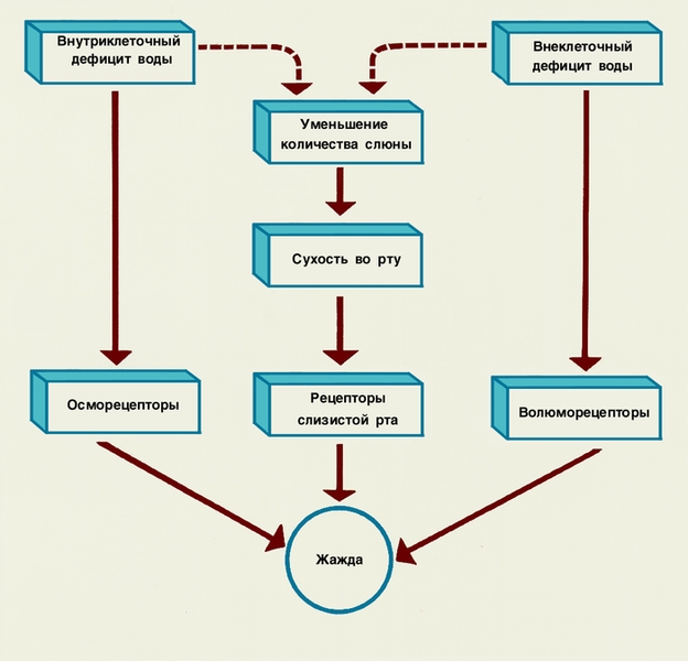 Механизмы возникновения жажды. Прямоугольниками показаны адекватные стимулы, влияющие на возникновение жажды, стрелками — направление и <a href=