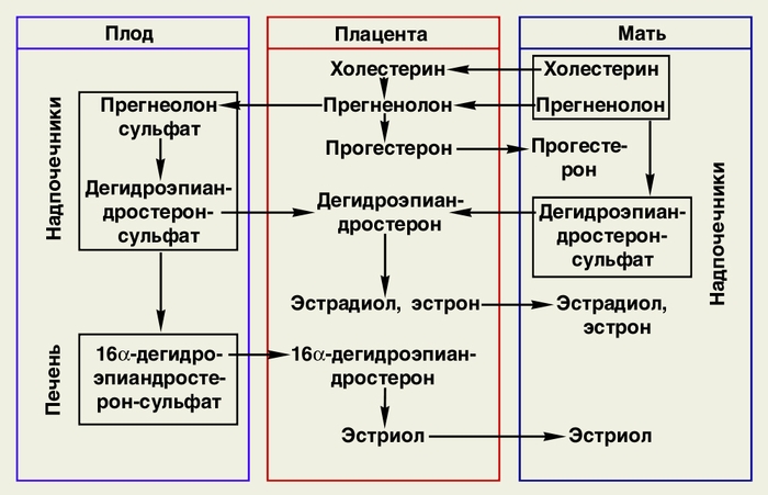 Схема основных этапов синтеза эстрогенов и прогестерона в фетоплацентарной системе