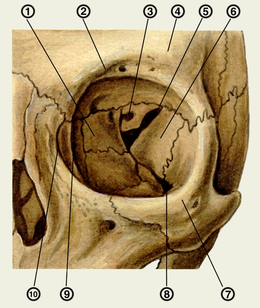 Костные стенки глазницы: 1 — <a href=