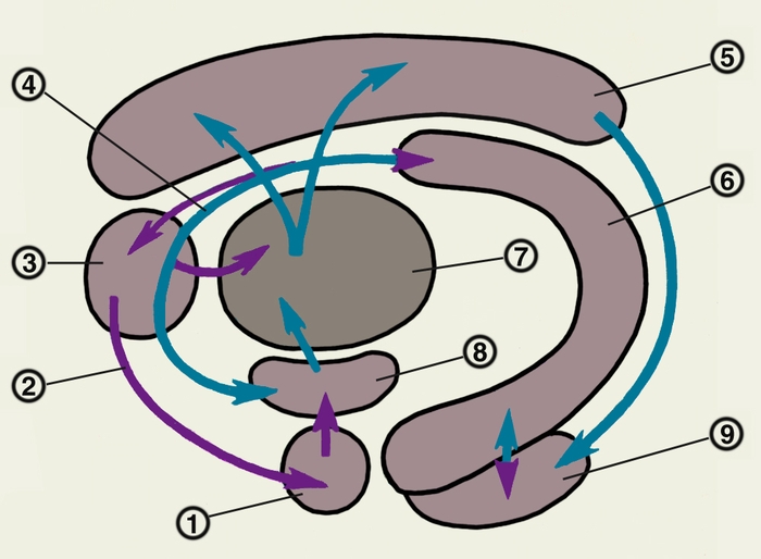 Рис. 2б). Морфофункциональная характеристика лимбической системы — схема взаимодействия структур круга Пейпса: 1 — амигдалоидная область; 2 — обонятельная система; 3 — перегородка; 4 — свод 5 — поясная извилина 6 — гиппокамп 7 — переднее ядро таламуса 8 — гипоталамус 9 — энторинальная <a href=