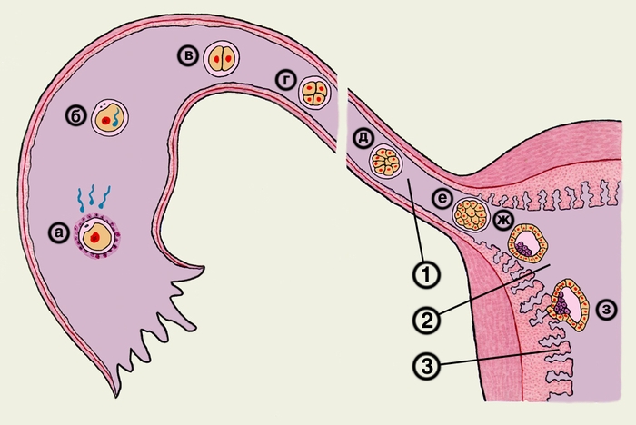 Рис. 1. Схематическое изображение основных этапов развития оплодотворенной яйцеклетки и имплантации: а — яйцеклетка в момент оплодотворения; б, в, г и д — оплодотворенная яйцеклетка через 12—24, 30, 40—50 и 60 ч после оплодотворения; е — морула (3—4 день после оплодотворения); ж — <a href=