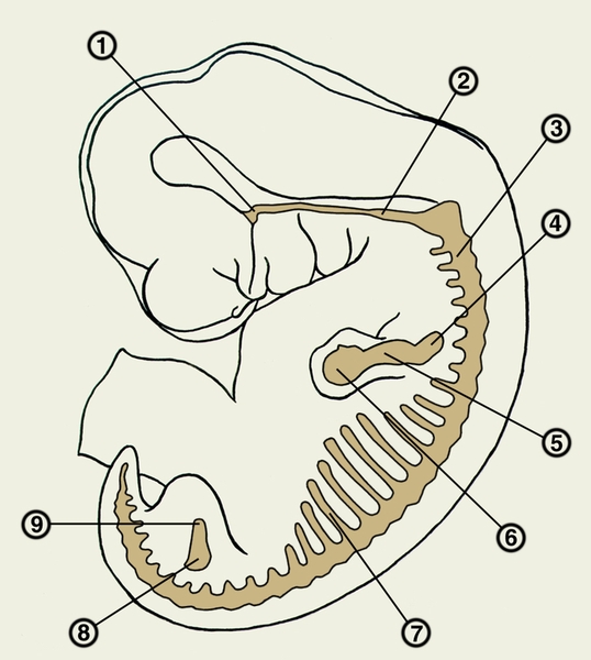 Рис. 1. Схематическое изображение локализации предхрящевых скоплений мезенхимы у зародыша человека на 4—5-й неделе внутpиутpoбнoгo развития: 1 — <a href=