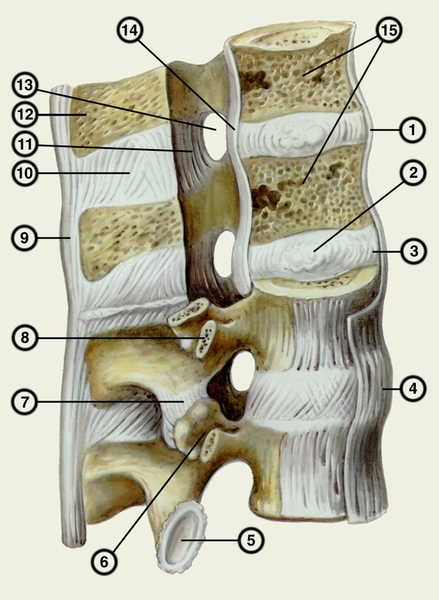 Рис. 1. Соединения поясничных позвонков (произведен продольный распил двух позвонков): 1 — <a href=