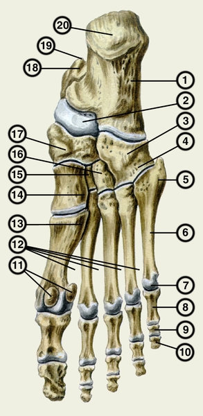 Рис. 2. Кости стопы (<a href=
