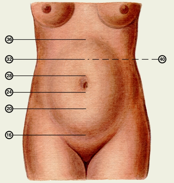 Рис. 3. Высота стояния дна матки при различных сроках беременности (цифрами обозначены недели беременности): 16 нед. — 6 см; 20 нед — 12—14 см; 24 нед — 20 см; 28 нед. — 24—26 см; 32 нед. — 28—30 см; 36 нед. — 32—34 см; 40 нед. — 28—30 см