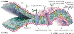 схематическое строение биологической мембраны